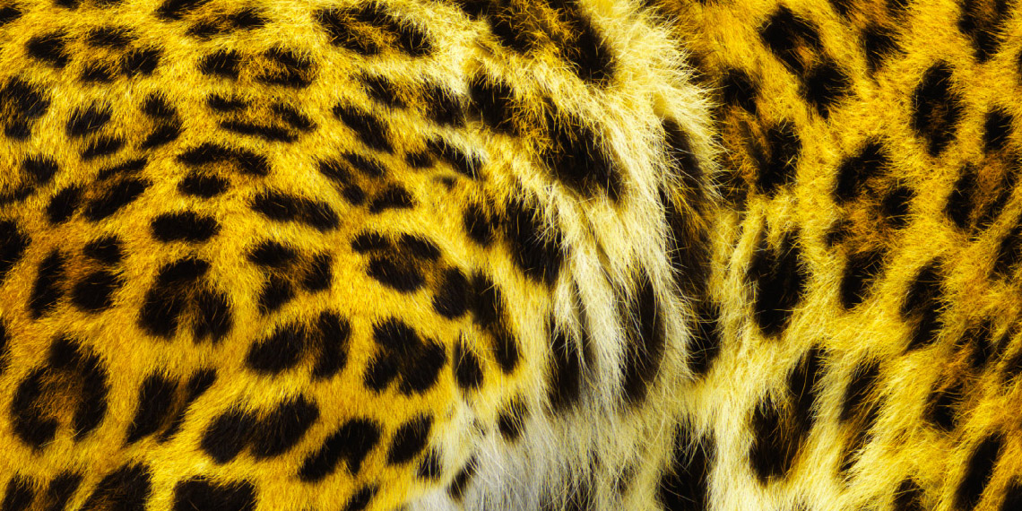 71e Festival du film de Locarno